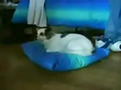 বাঁড়ার চুদা চুদী রস খাবার